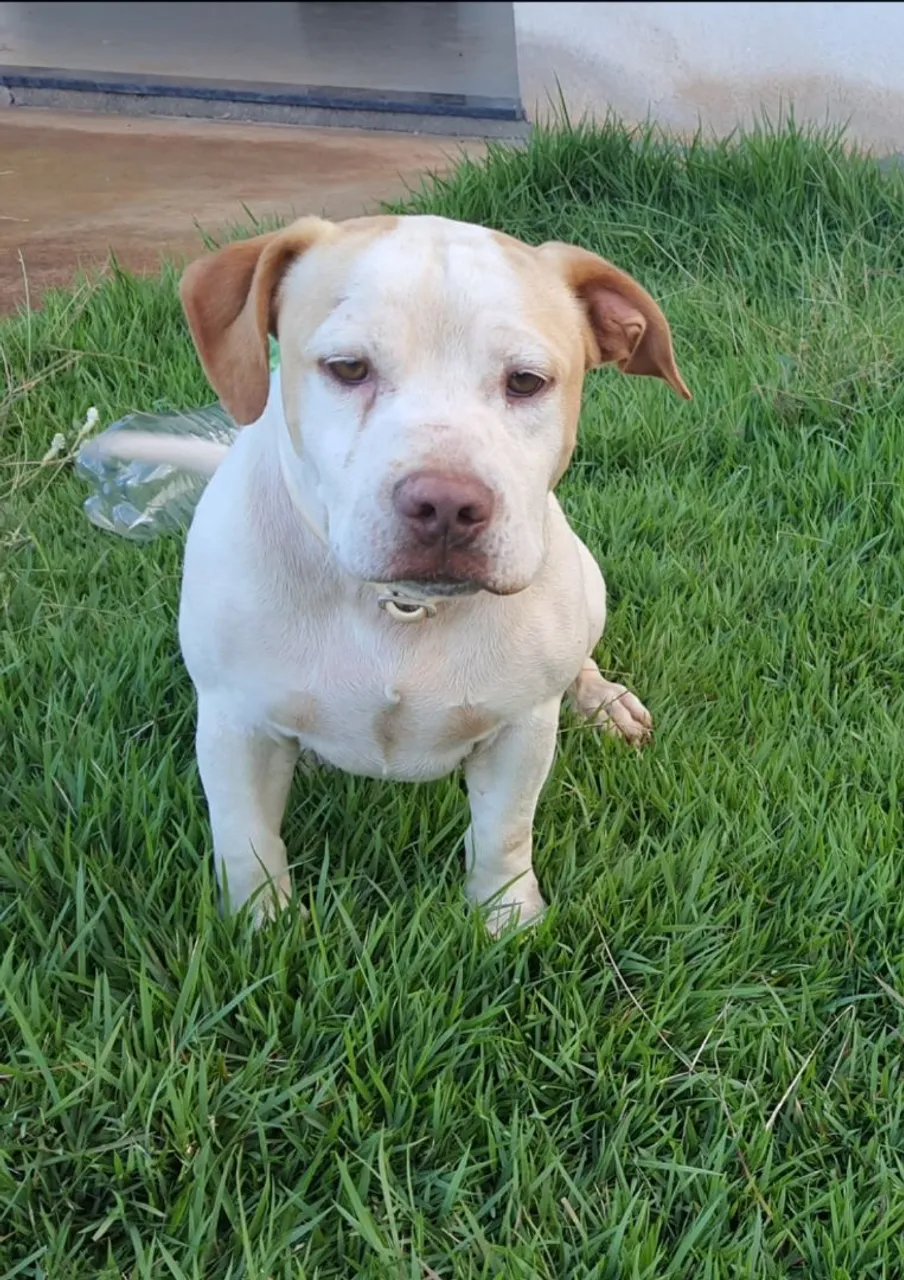 Cãozinho para adoção!