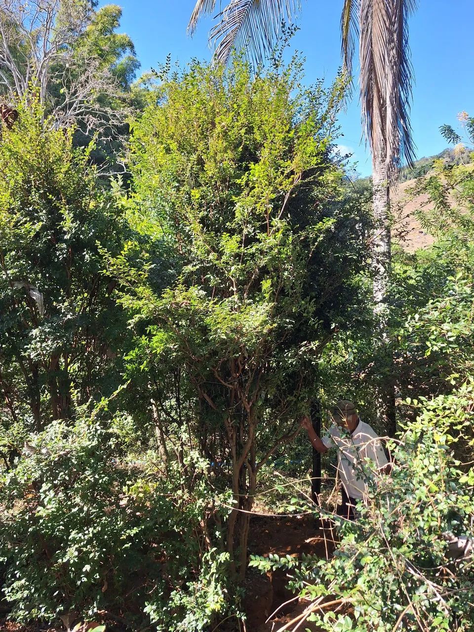 Mudas de jabuticabeira sabara - Foto 3