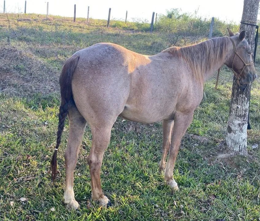 Egua para team roping - Foto 2