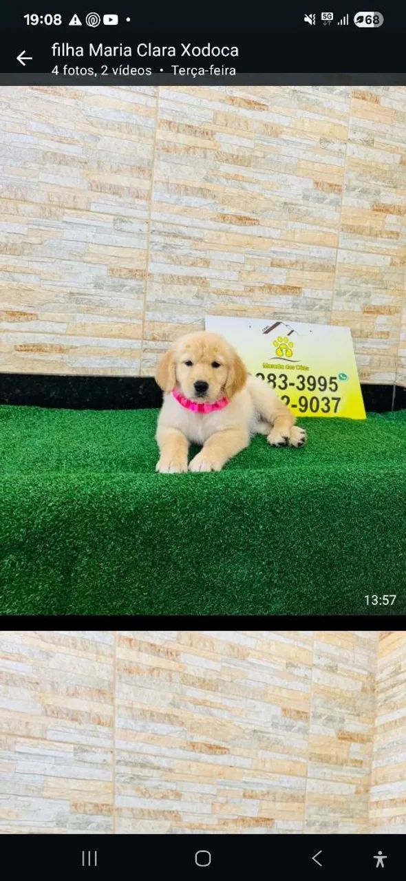 Filhote Golden Retriever -Puricimmo com Garantia  no contrato  - Foto 2