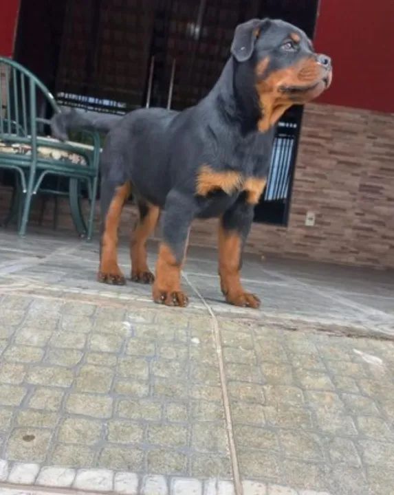 Vendo Filhotes Rottweiler  - Foto 4