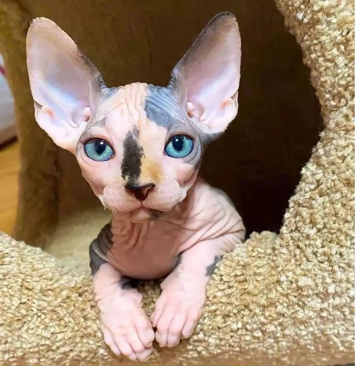 Sphynx Puro - Beleza Sem Pelos e Cheio de Amor - Foto 2