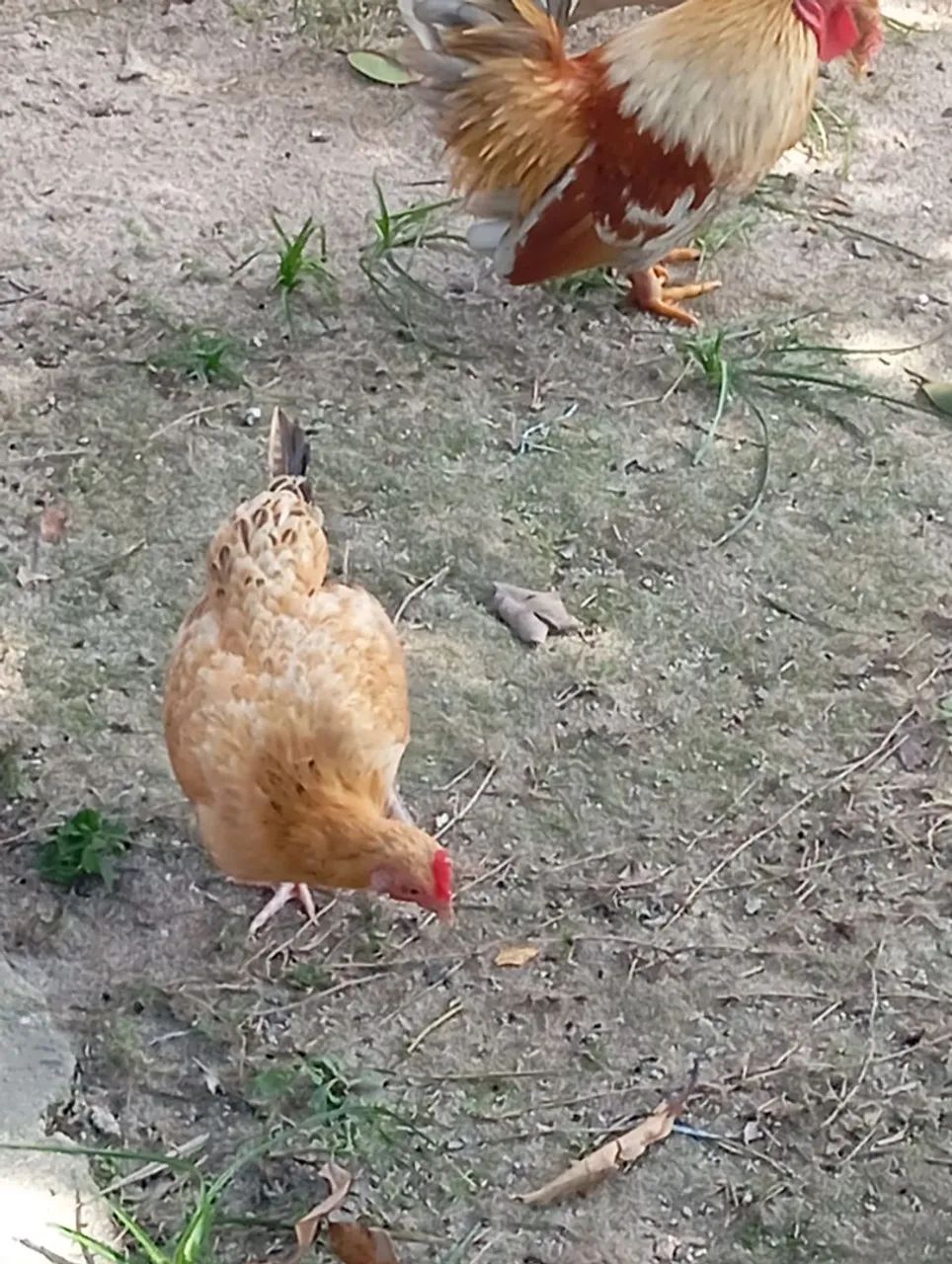 Vendo galinha e galos garnisé ,tenho pintinhos tbm. - Foto 3