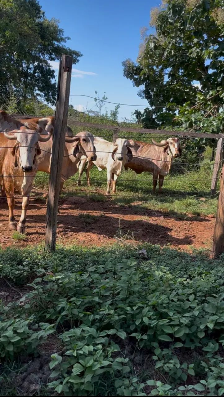 Lote de 7 vacas GIR leiteiro  - Foto 2
