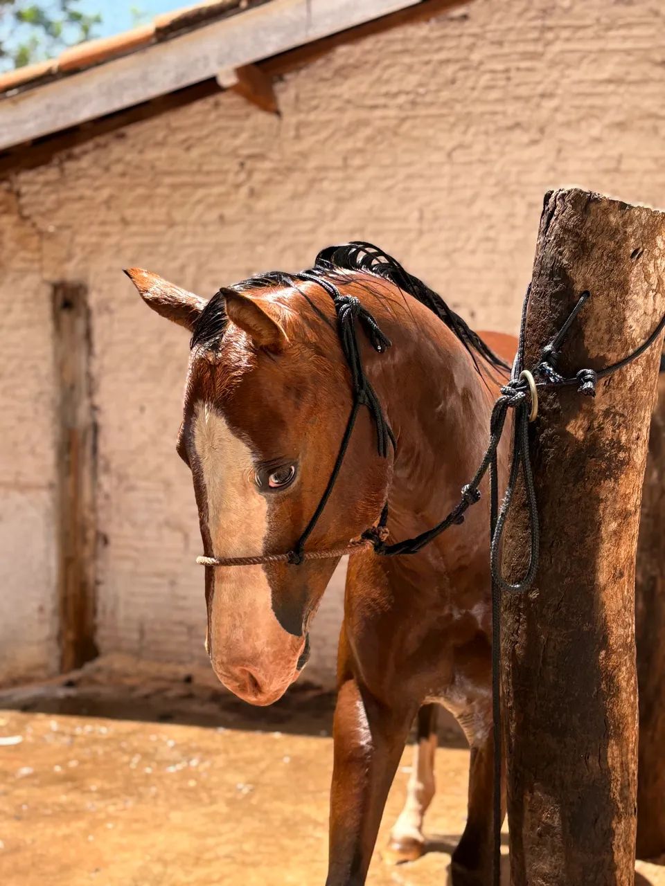 Quarto de Milha Puro - Foto 3