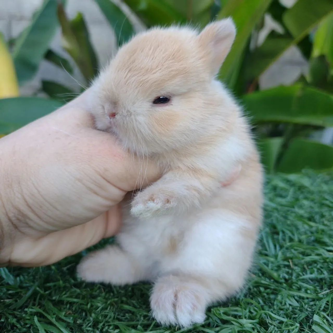 Netherland dwarf linhagem importada  - Foto 6