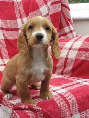 Cocker Spaniel Inglês Filhote Fêmea