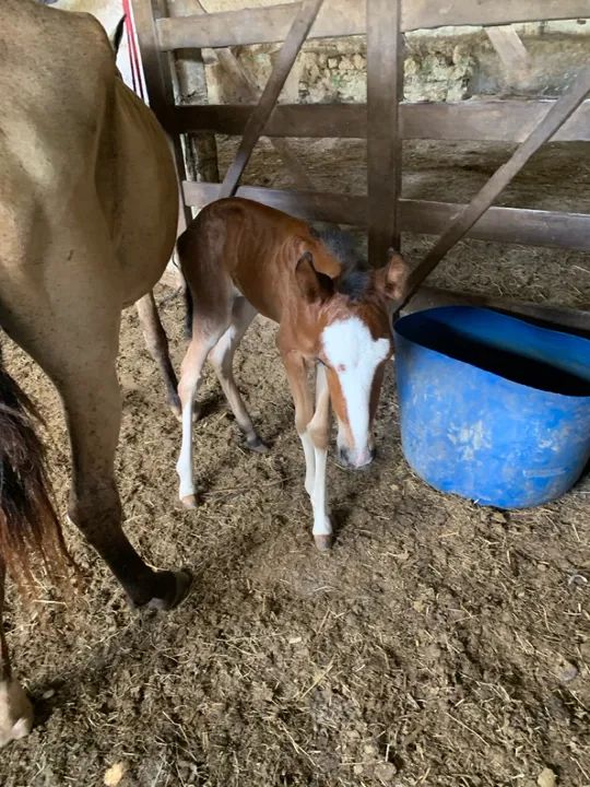 Égua meia Mangalarga  - Foto 5