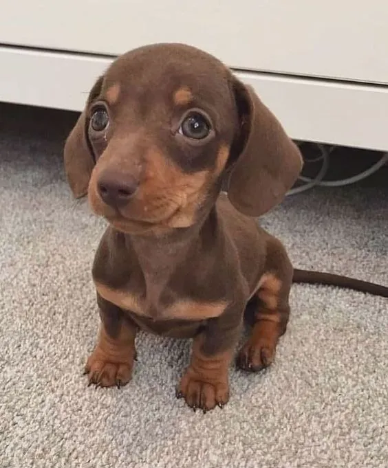 Basset Teckel Filhotes Lindos a Sua Espera