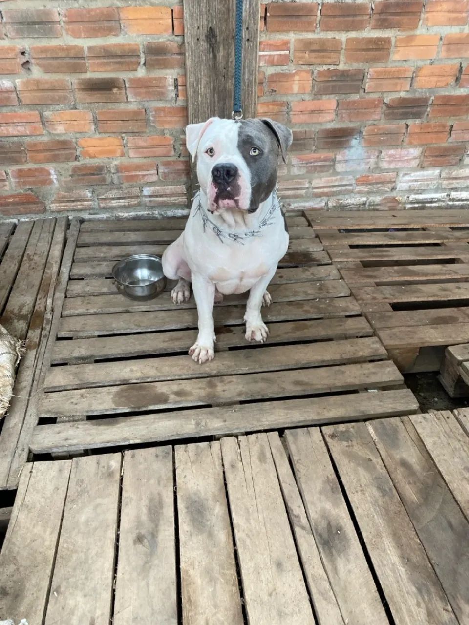 Vendo lindos filhotes de Pitbull  - Foto 2