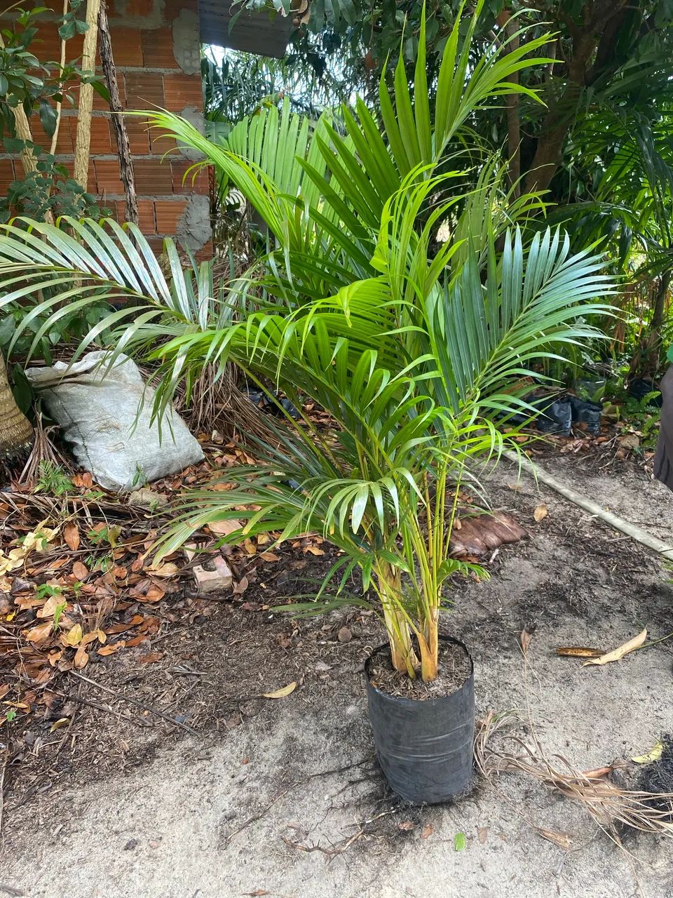 Palmeira bambu