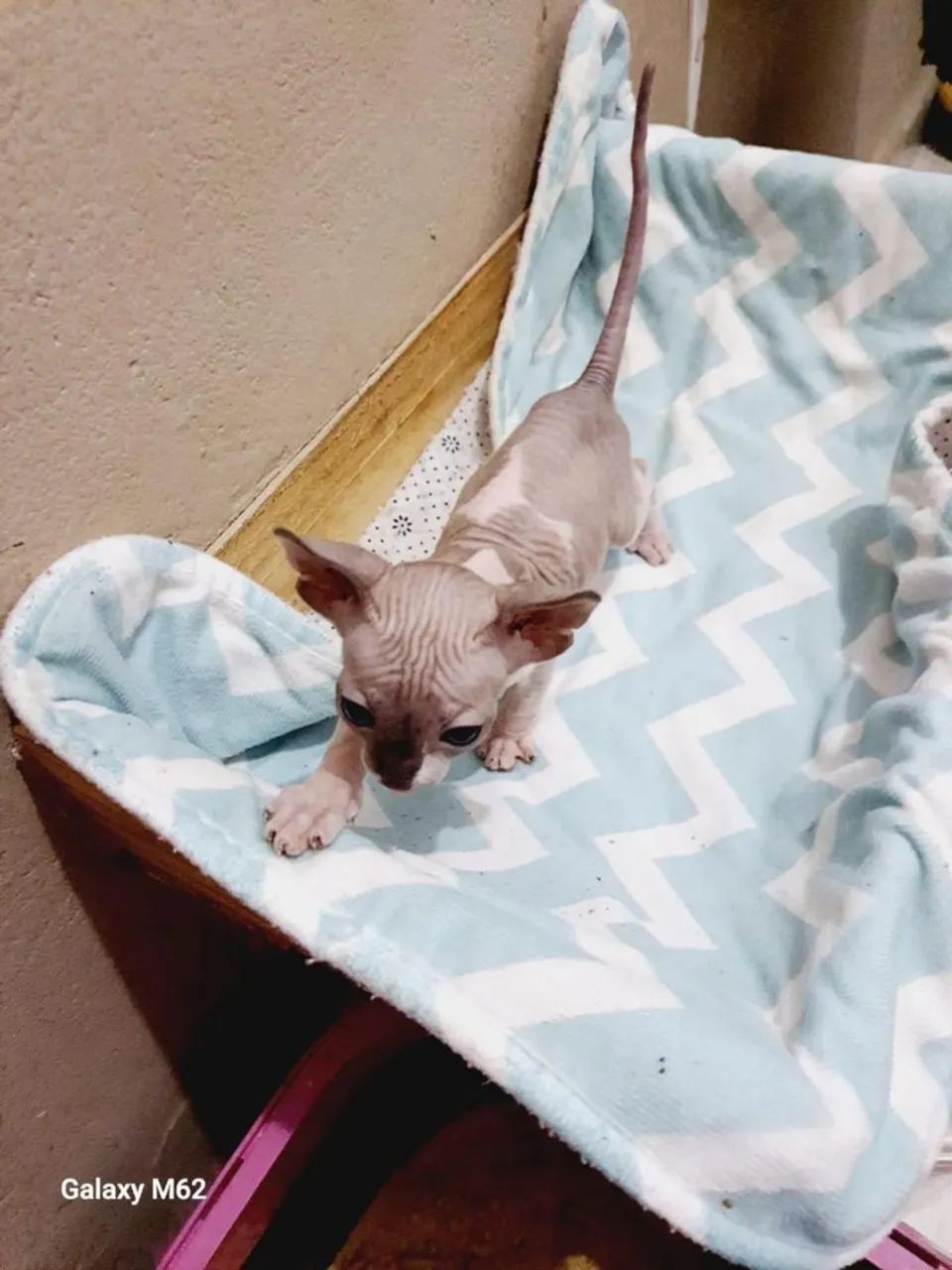 Sphynx pra reserva apaixonantes  - Foto 2