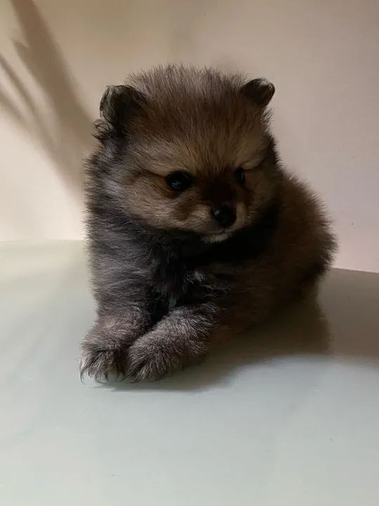 Filhote Spitz Alemão Fêmea 2 meses- (Lulu da Pomerânia)   - Foto 2