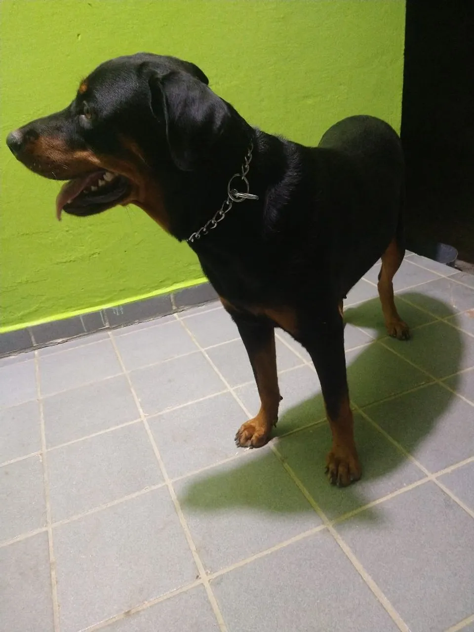 Rottweiler disponível para adoção