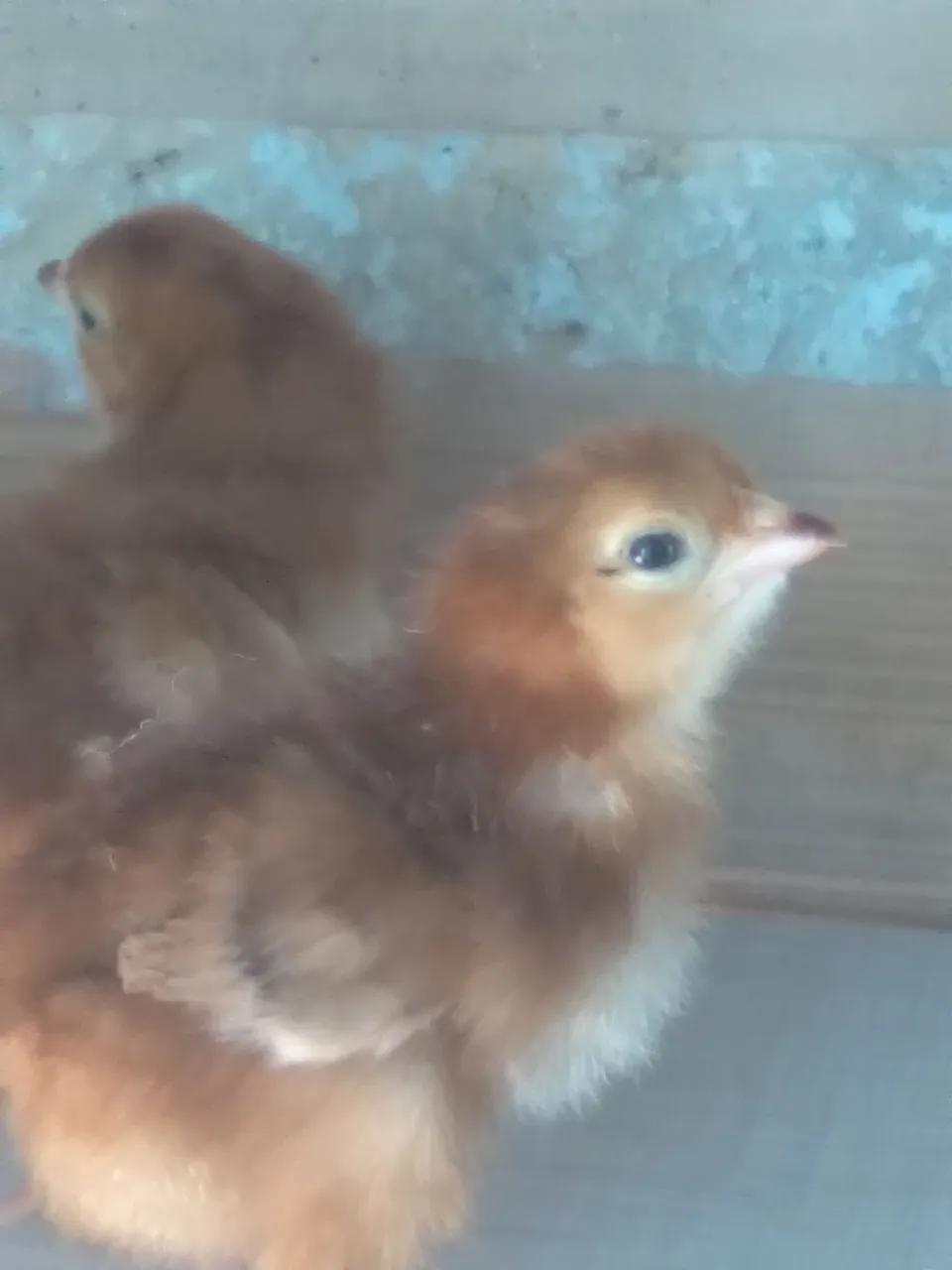 Vende-se ovos de galinha e pintinhos da raca rhord island red padrao americano