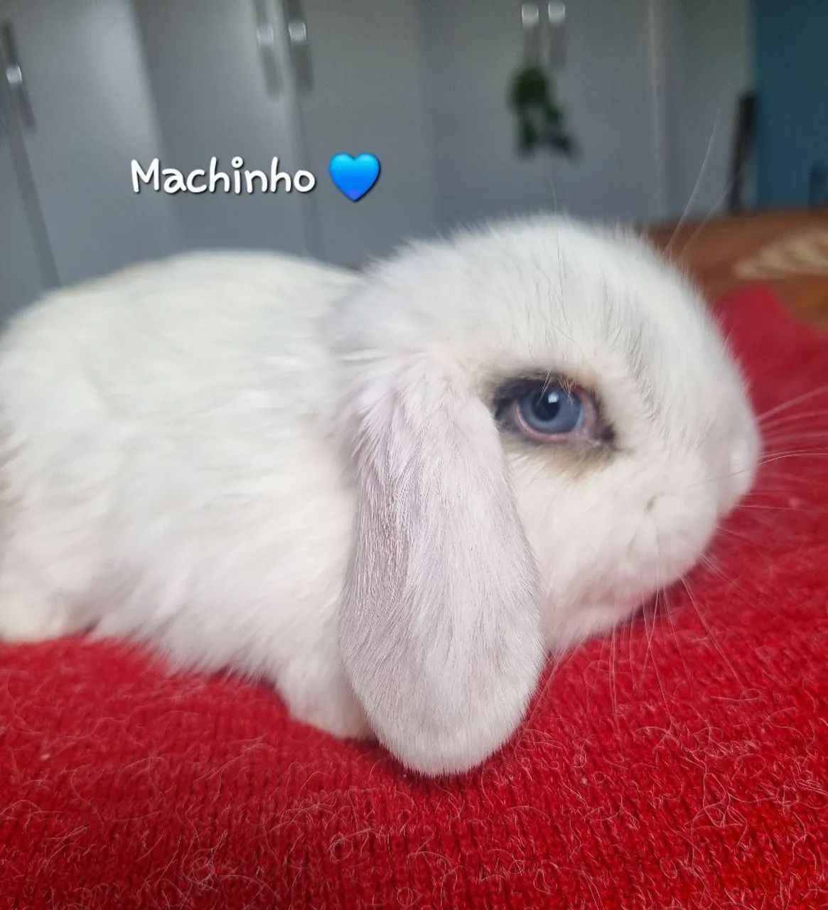 Coelhinho Mini Lop - Foto 2