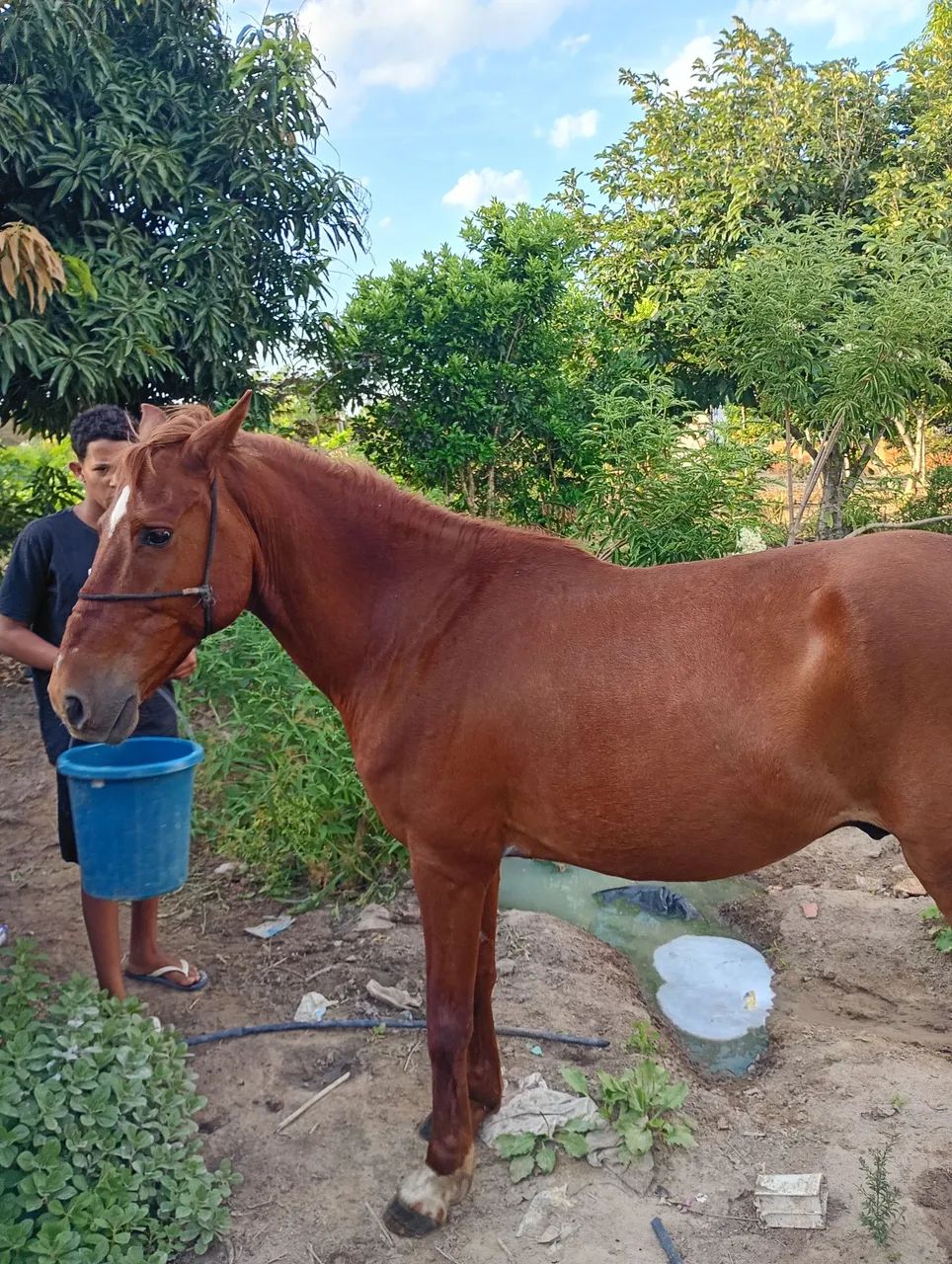 Cavalo manço e dócil. Já castrado interessado chamar no WhatsApp *57 - Foto 3