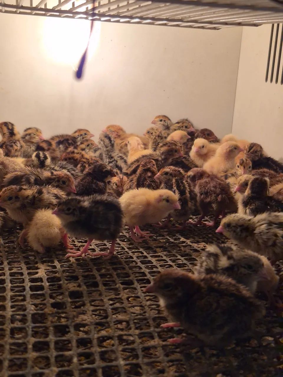 Bicho Feliz - Codornas Gigantes - Foto 3