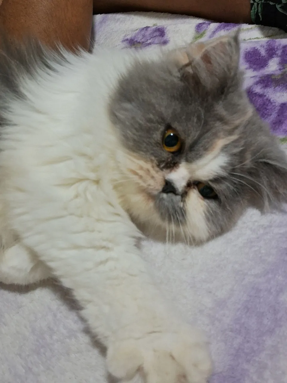 Gatinho persa lindo e dócil para adoção