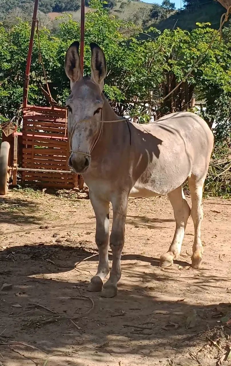 Jumento pêga registrado  - Foto 4