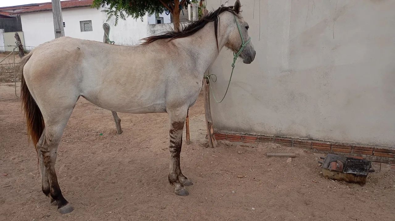 Égua pra vender ligeiro animal de procedência. - Foto 4