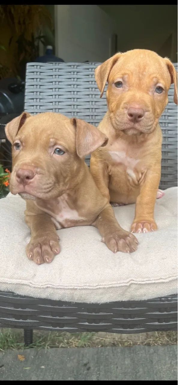 Filhote de Pitmonster- Fofo e Brincalhão - Foto 4