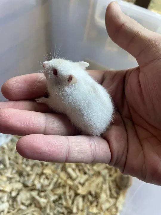 Hamster anão russo e sírio  - Foto 5