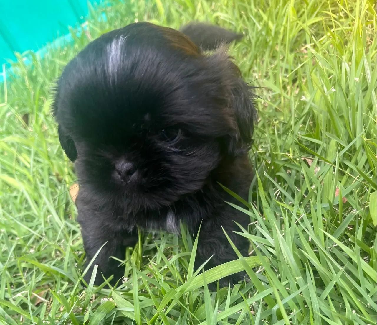 Shitzu vacinado - Foto 6