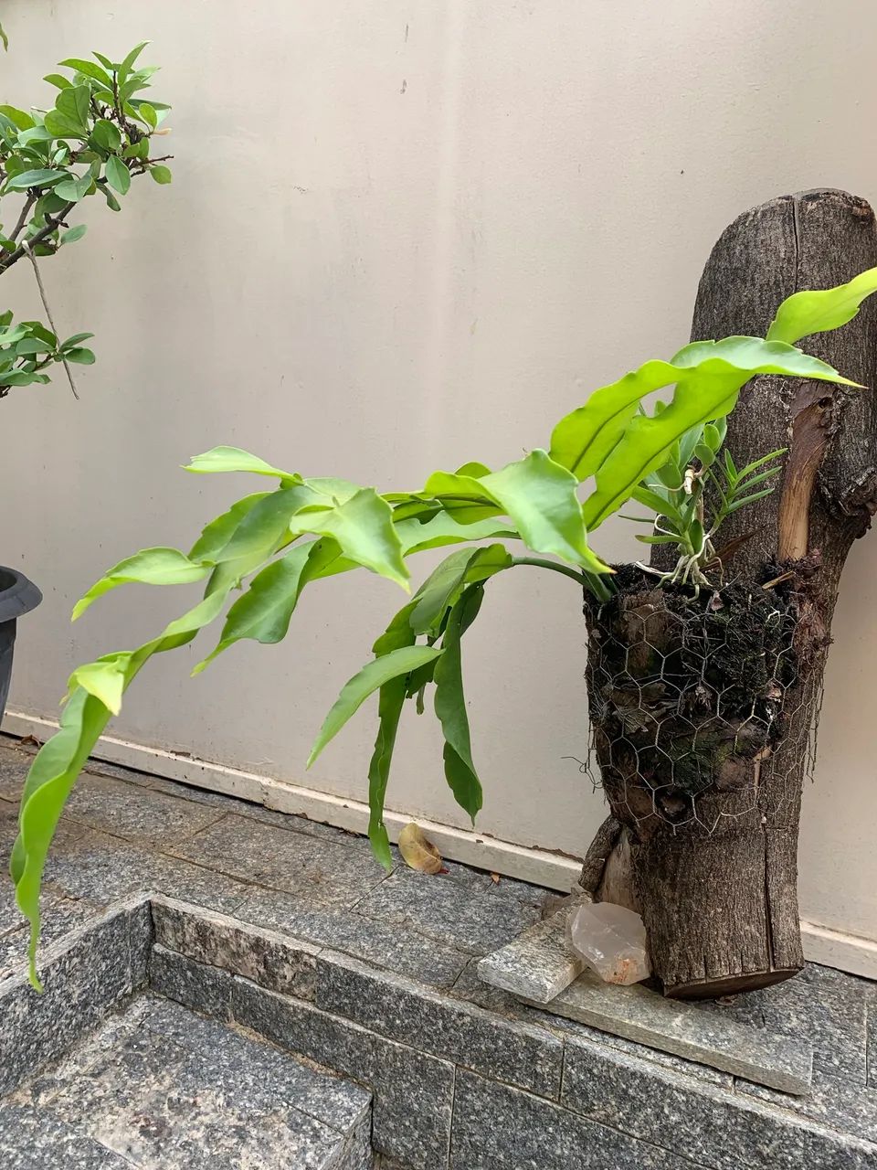 ORQUÍDEA DAMA DA NOITE 