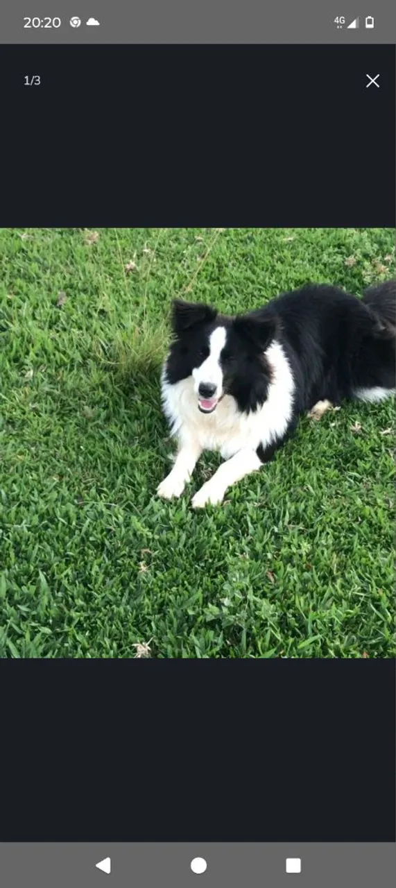 Border Collie lindo e brincalhão
