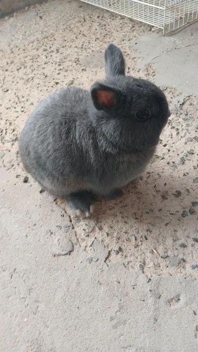 Casal mini Coelho  - Foto 3