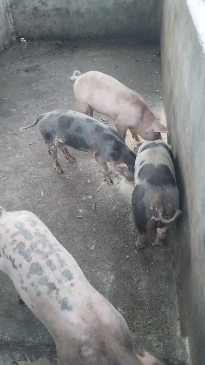 Porcos para venda R$15