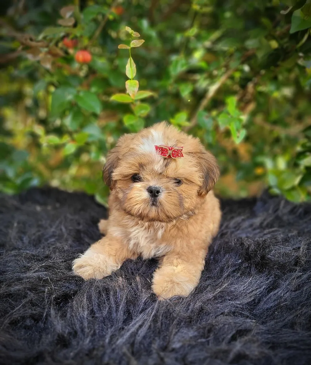 Filhote de Shih Tzu macho