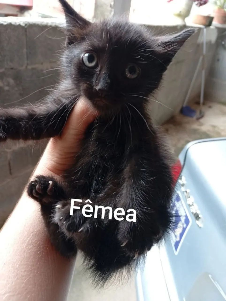 Gatinho preto e branco disponível para adoção - Foto 2