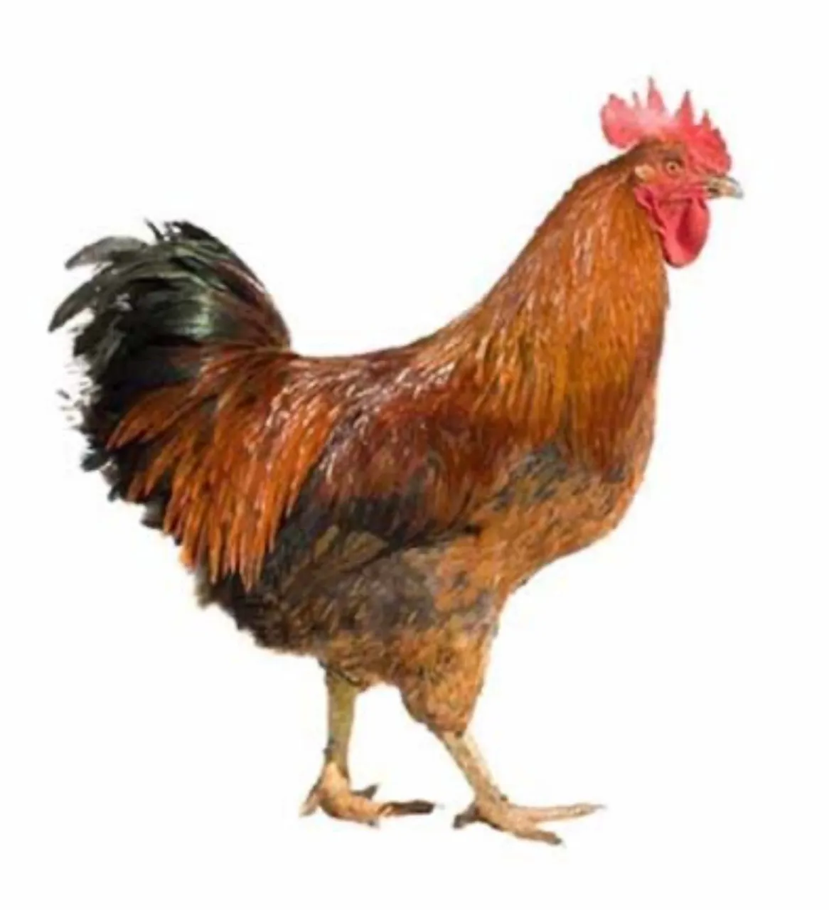 Galo de raça para criação ou ornamentação