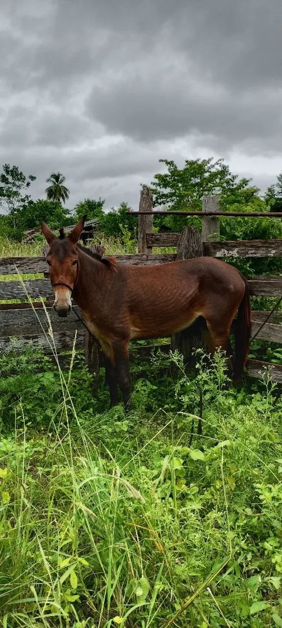 Burro  - Foto 3