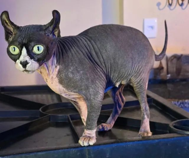 Gatil Zaidan - Filhote Gatil Sphynx - Pedigree - Genética Internacional - N1 do Brasil - Foto 5