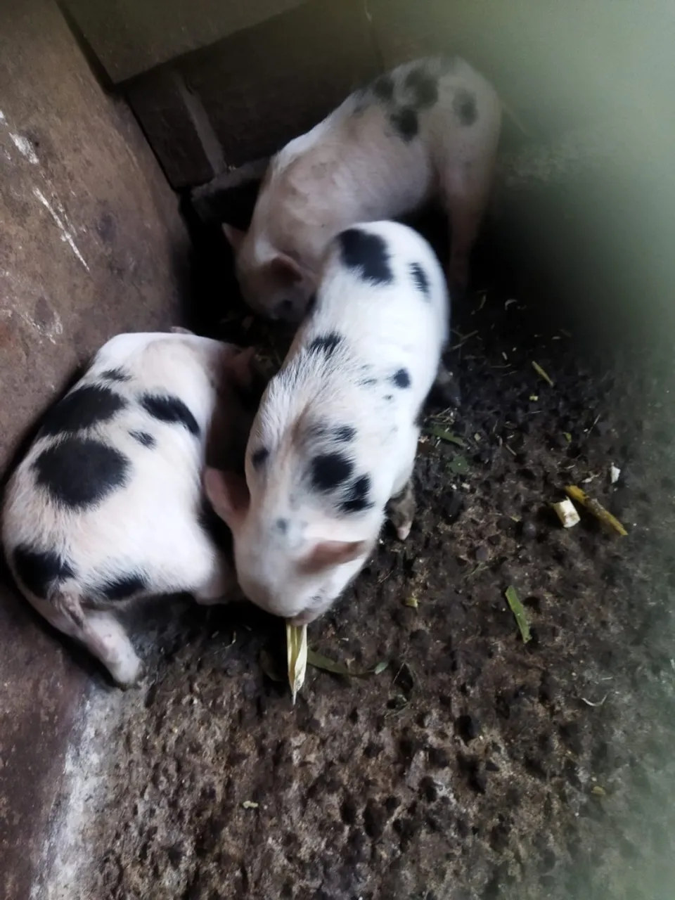 Porco Caruncho