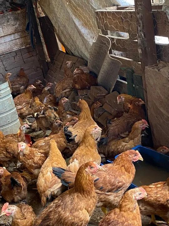 Frango 40 reais cada entrego wasp *