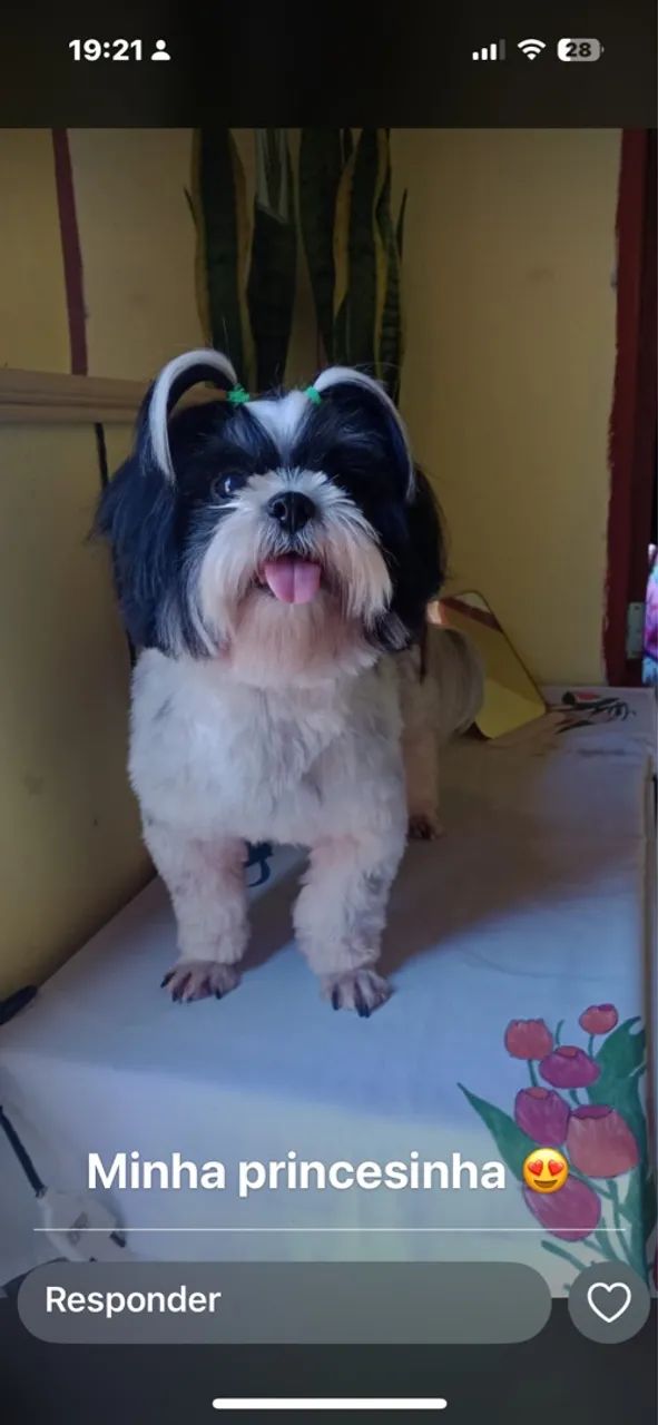 Vendo filhote de shitzu macho 