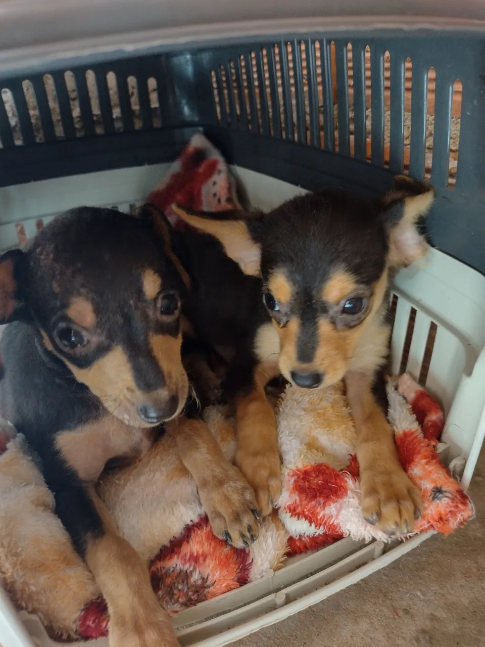 Pinscher para vender número 2