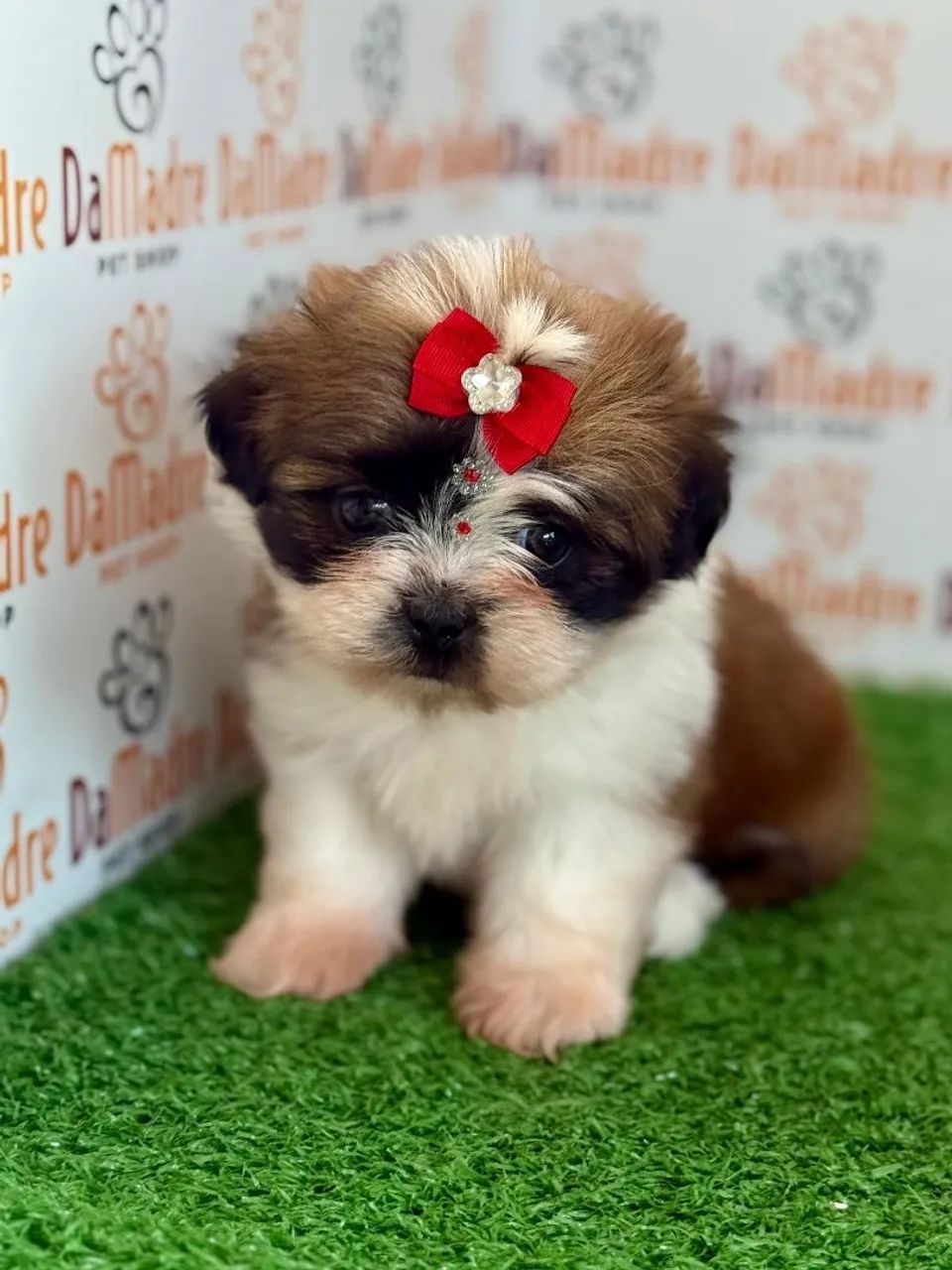 Filhote de Shih Tzu Fêmea 