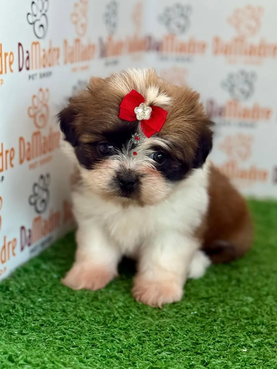 Filhote de Shih Tzu Fêmea 