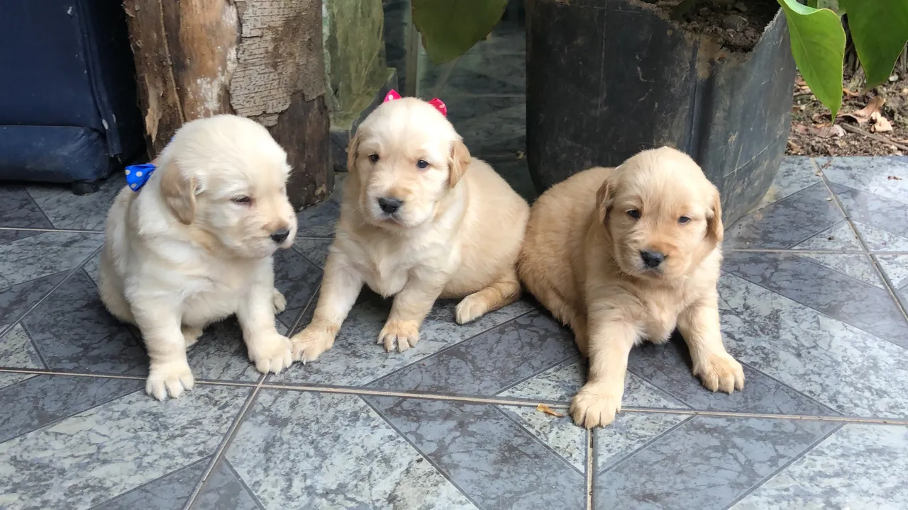 Filhotes de GOLDEN Retriver disponíveis