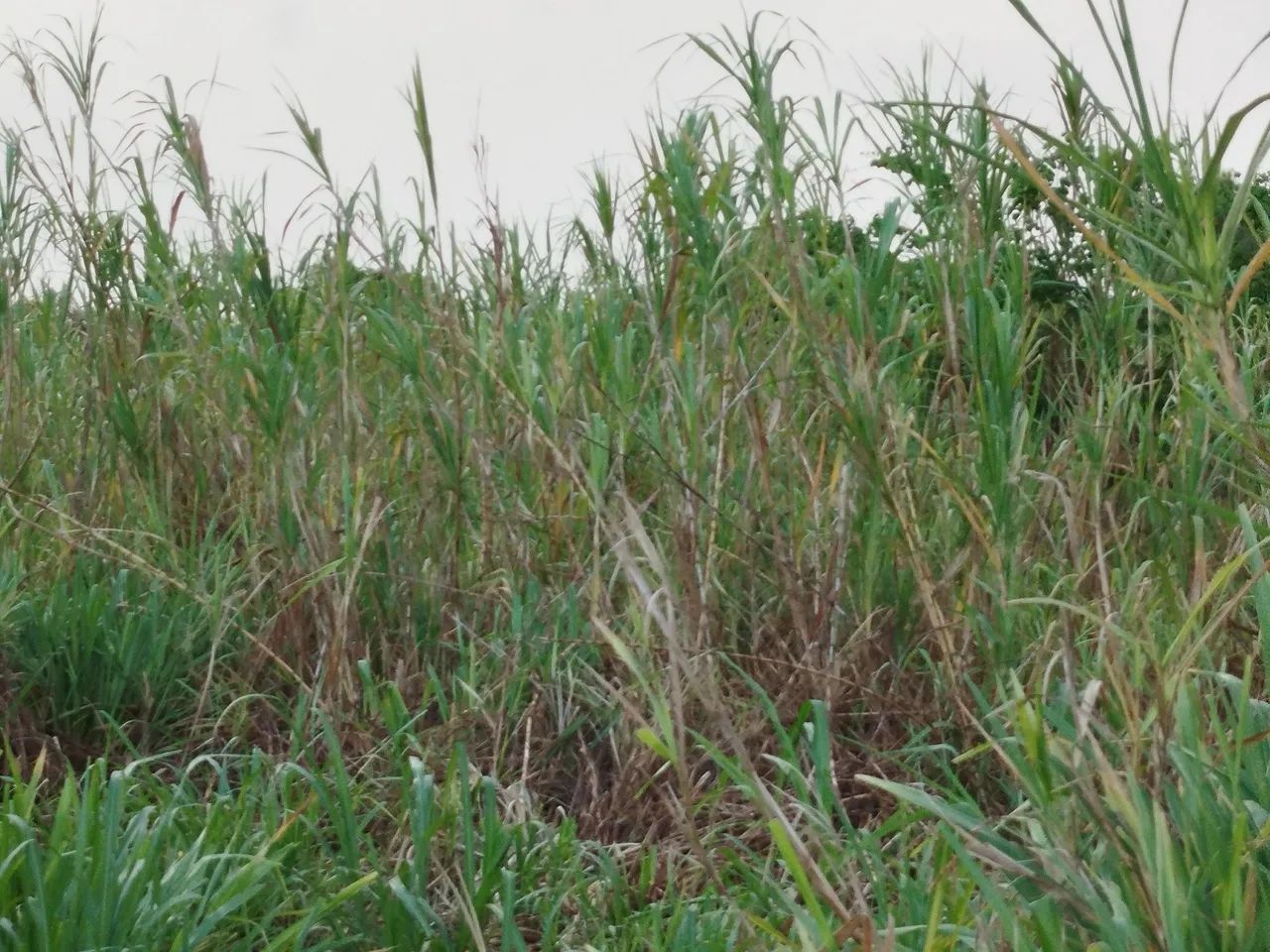 Vendo Capim Elefante - Foto 3