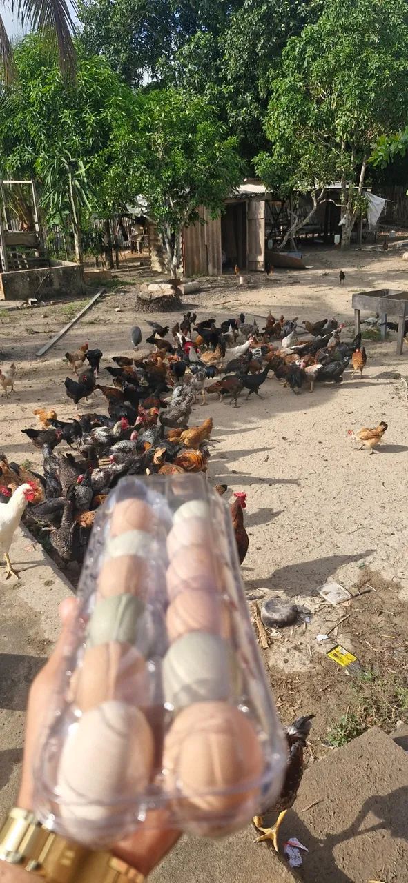 Ovos caipira - Foto 3