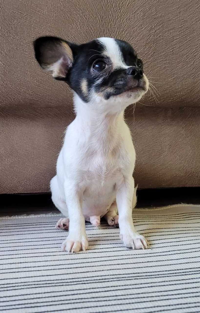 Que fofura de chihuahua
