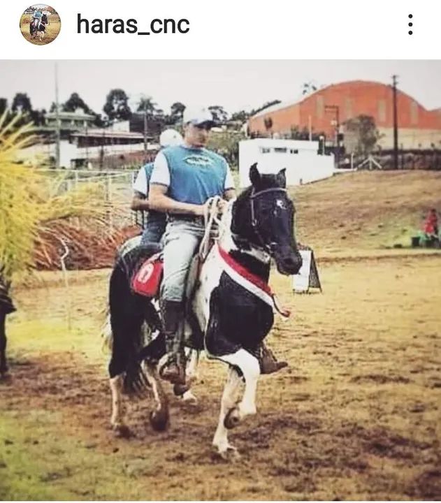 Cavalo Mangalarga Marchador  - Foto 3