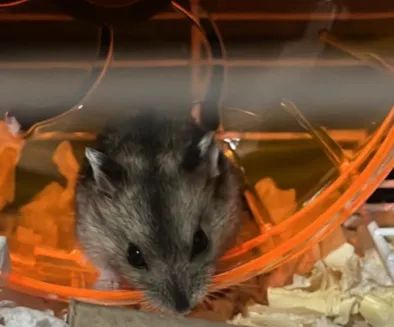 Hamster Anão Russo - Aprox. 50 dias - Muito dócil e saudável! - Foto 2