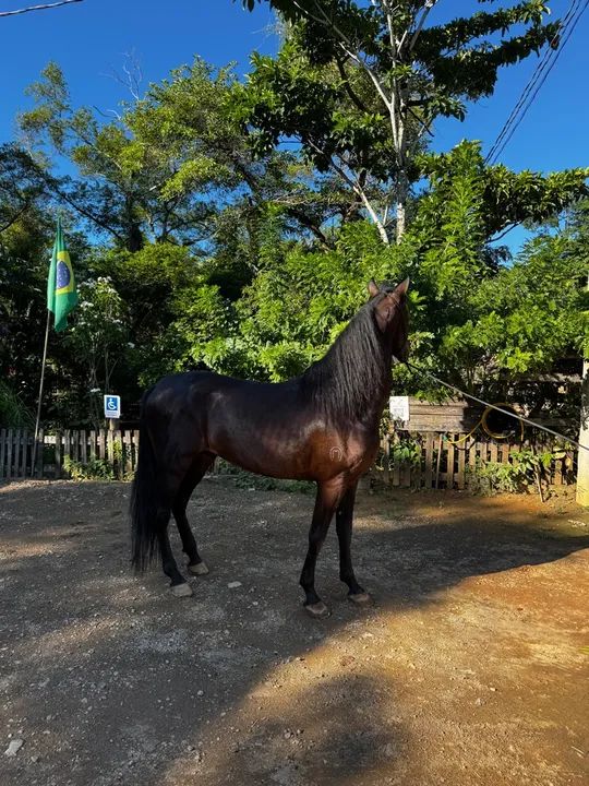 Cavalo mangalarga - Foto 2